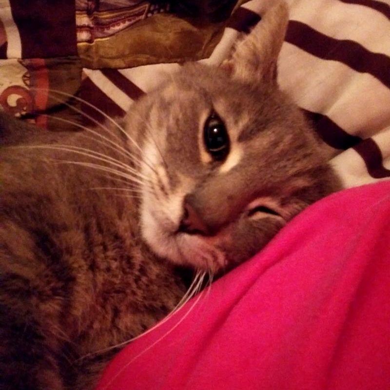 Gatto1 Gatto1